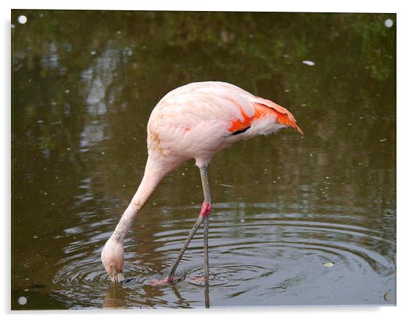 Feeding Flamingo Acrylic by sharon bennett