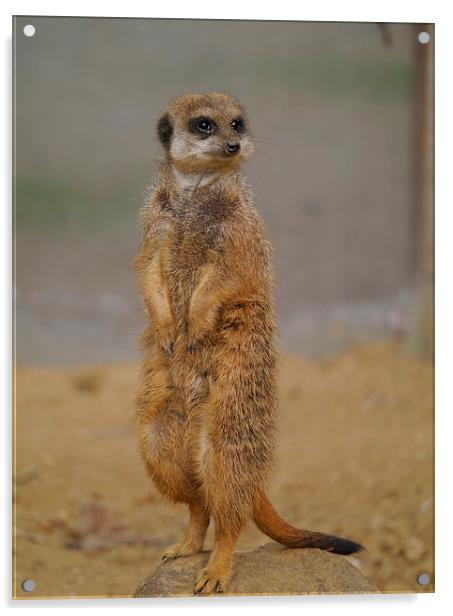 Alert Meerkat Acrylic by sharon bennett