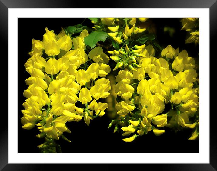 Yellow Chain Tree Framed Mounted Print by Mary Lane