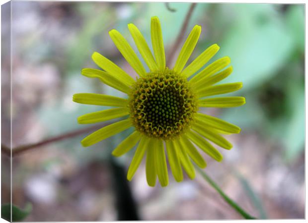 yellow flower Canvas Print by swapan nagpal