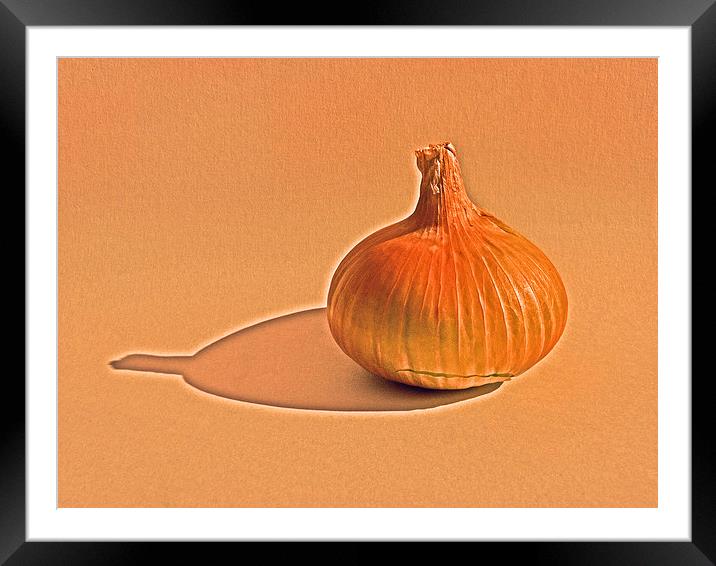 Onion on canvas Framed Mounted Print by Robert Gipson