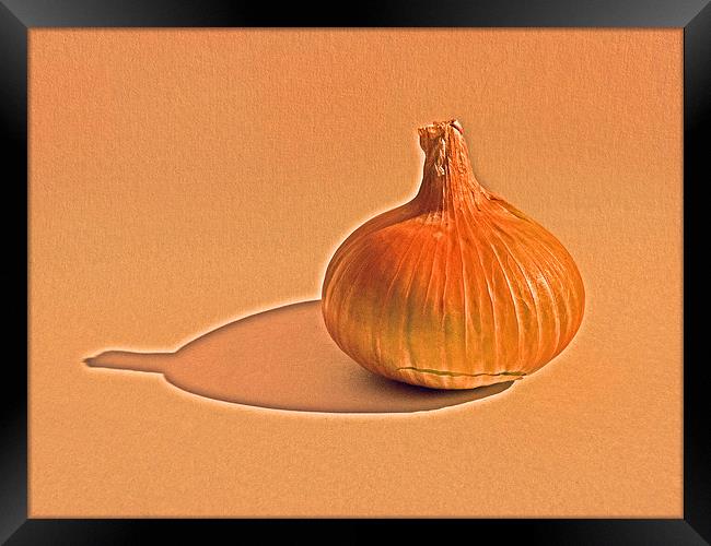 Onion on canvas Framed Print by Robert Gipson