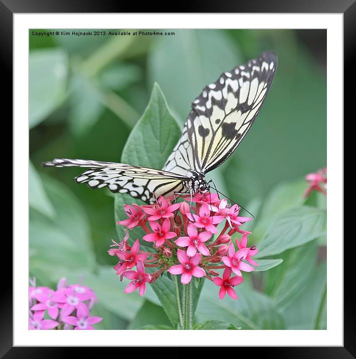 Paper Kite Butterfly Framed Mounted Print by Kim Hojnacki