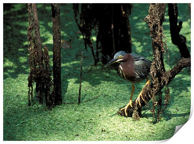 Green Heron Print by Steven Ralser