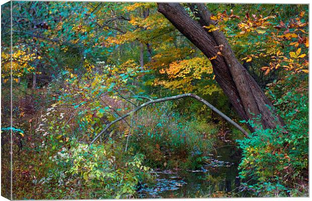 Autumn Creek Canvas Print by Scott Hubert
