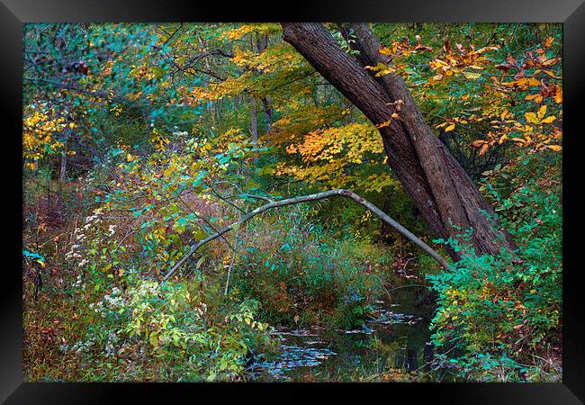 Autumn Creek Framed Print by Scott Hubert