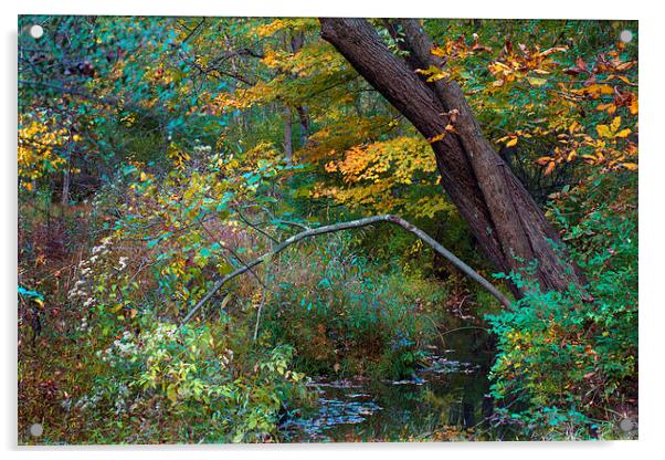 Autumn Creek Acrylic by Scott Hubert