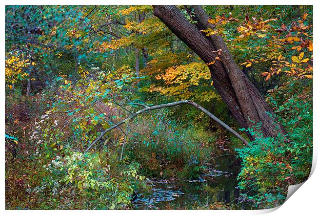 Autumn Creek Print by Scott Hubert