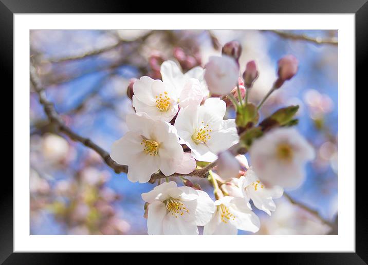 Somei Yoshino - Cherry Blossom Framed Mounted Print by James Drake