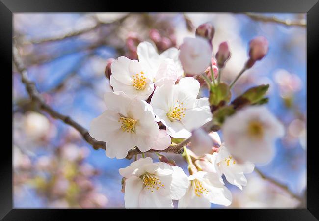 Somei Yoshino - Cherry Blossom Framed Print by James Drake