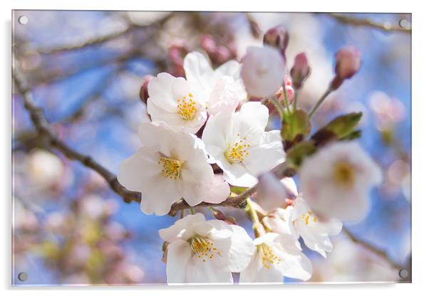 Somei Yoshino - Cherry Blossom Acrylic by James Drake