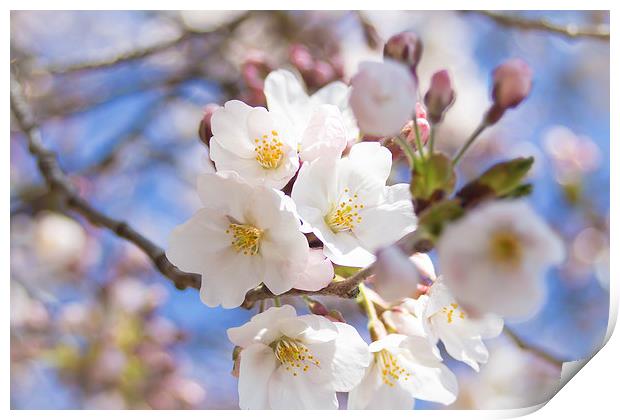 Somei Yoshino - Cherry Blossom Print by James Drake