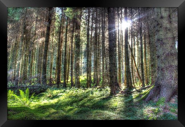 Forest Light Framed Print by Gavin Wilson