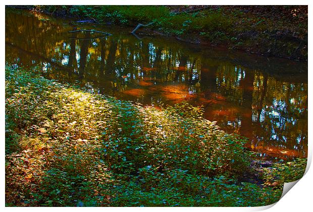 Stream Reflection with Dappled Sunlight Print by Scott Hubert
