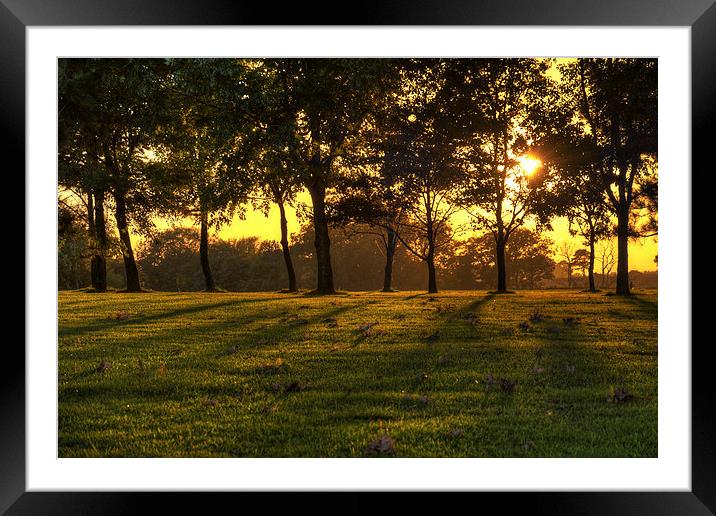Sunset Tree Shadows Framed Mounted Print by Jason Connolly