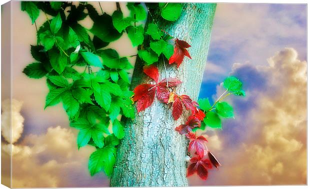 A Touch of Autumn Canvas Print by Christine Lake
