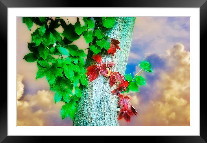 A Touch of Autumn Framed Mounted Print by Christine Lake