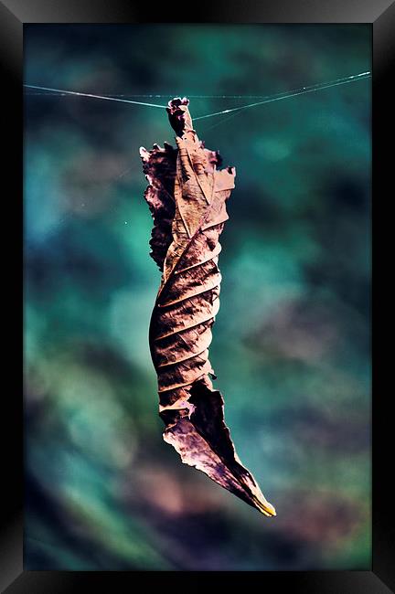 Autumn Leaf Framed Print by Aneta Borecka