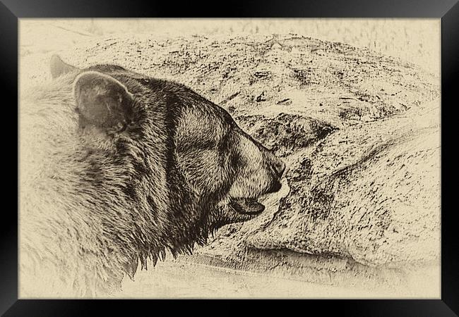 Black Bear Framed Print by Anne Rodkin