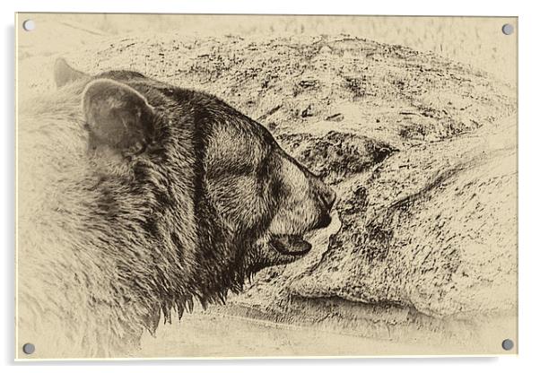 Black Bear Acrylic by Anne Rodkin