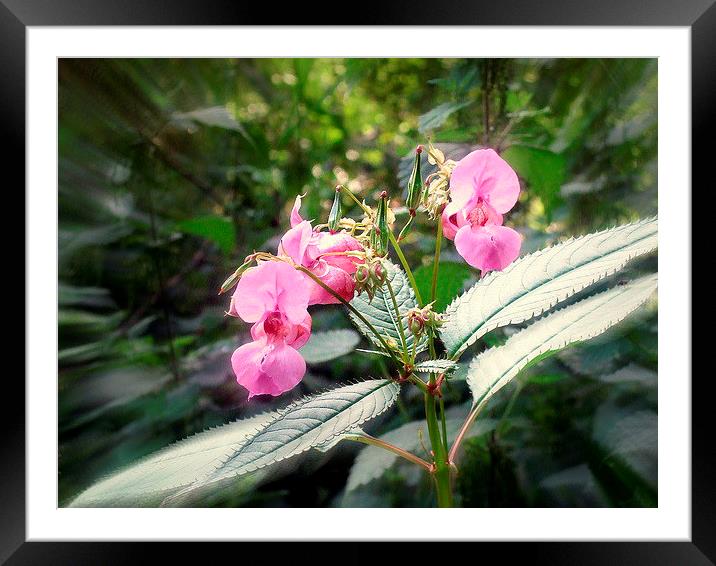 Wild snap dragon Framed Mounted Print by Bill Lighterness