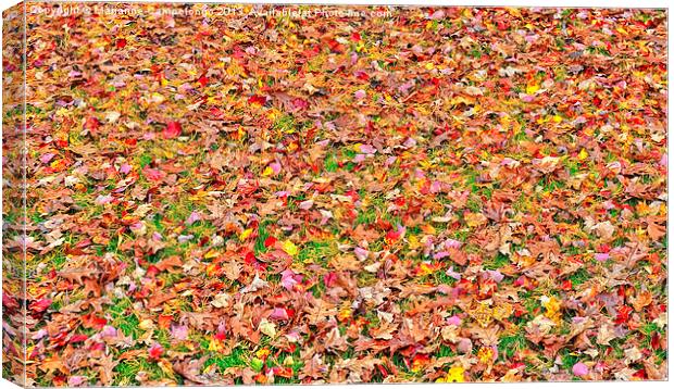 Fall Leaves Canvas Print by Marianne Campolongo
