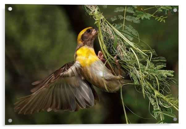 Baya Weaver.....weaving nest.... Acrylic by Bhagwat Tavri