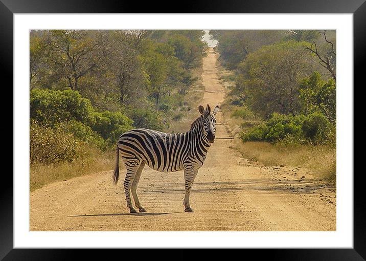 Zebra Crossing Framed Mounted Print by colin chalkley