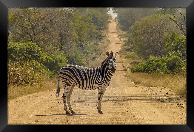 Zebra Crossing Framed Print by colin chalkley