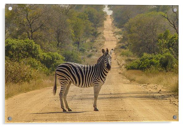 Zebra Crossing Acrylic by colin chalkley