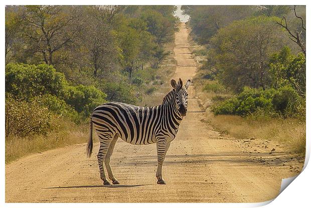 Zebra Crossing Print by colin chalkley