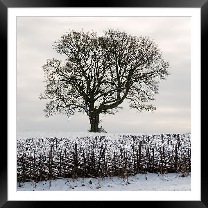 Tree in Snow Framed Mounted Print by Roman Czajkowski