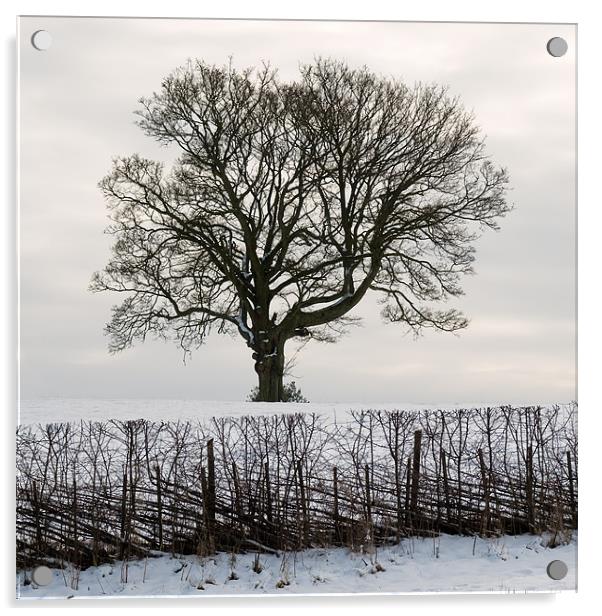 Tree in Snow Acrylic by Roman Czajkowski