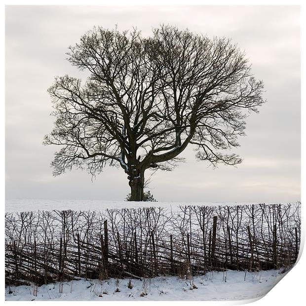 Tree in Snow Print by Roman Czajkowski