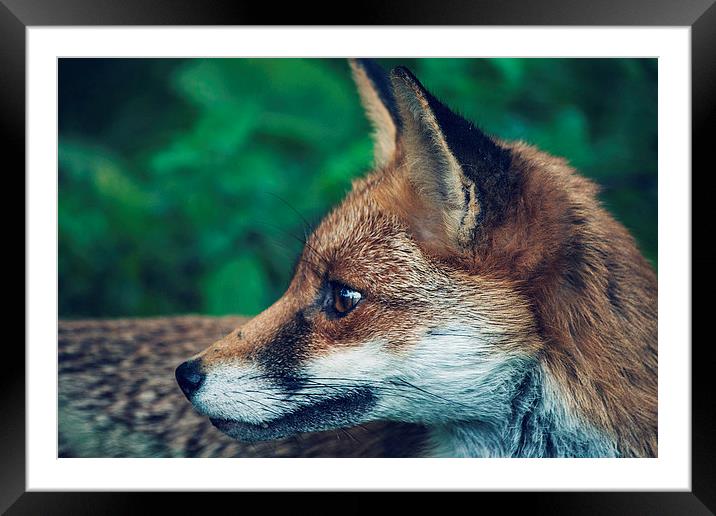 Fox Portrait Framed Mounted Print by Aneta Borecka