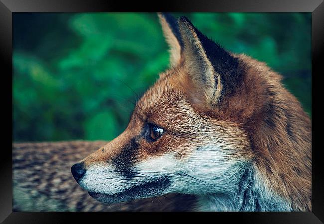 Fox Portrait Framed Print by Aneta Borecka
