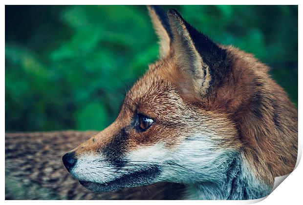 Fox Portrait Print by Aneta Borecka