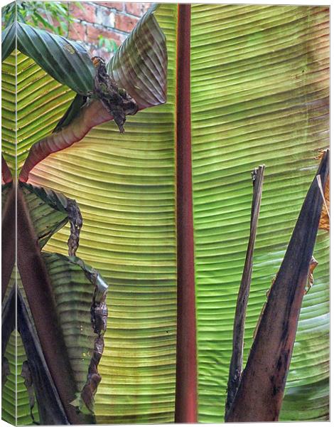 Beneath a Banana Leaf Canvas Print by Roger Butler