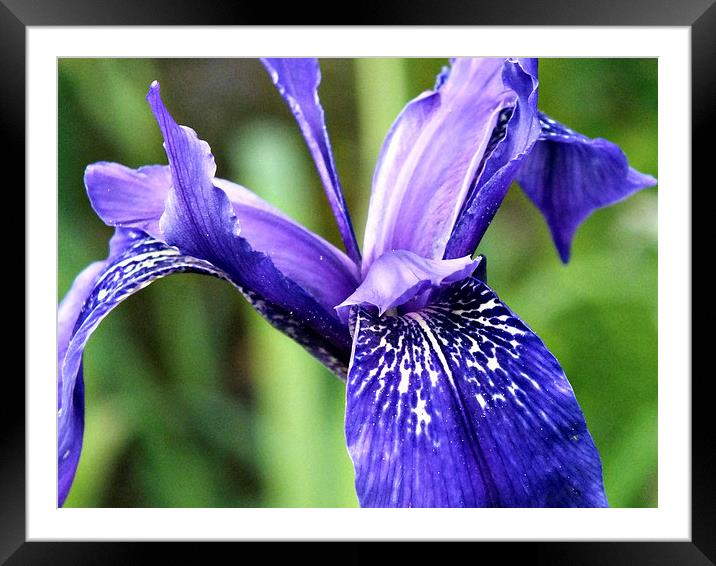 Blue Iris Framed Mounted Print by Roger Butler