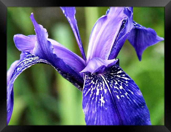 Blue Iris Framed Print by Roger Butler