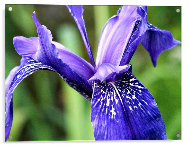 Blue Iris Acrylic by Roger Butler