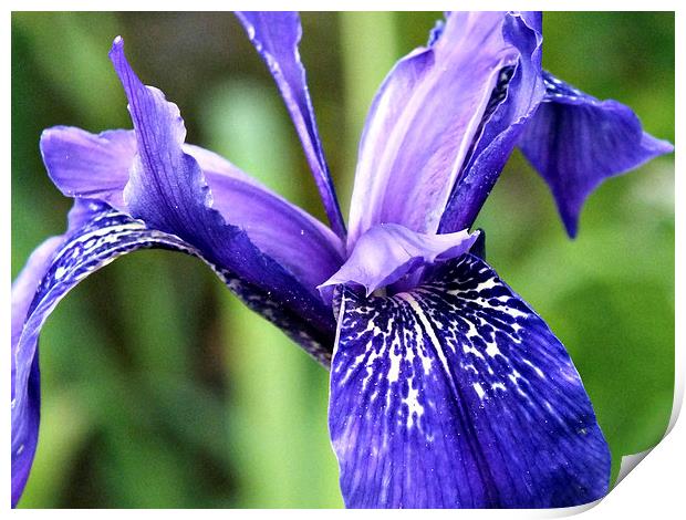 Blue Iris Print by Roger Butler