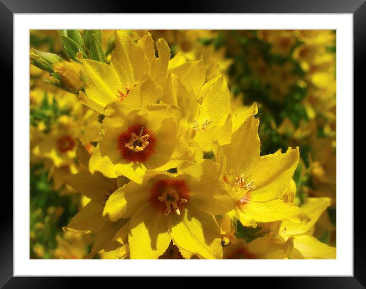 Pretty Yellow Somethings Framed Mounted Print by Mary Lane
