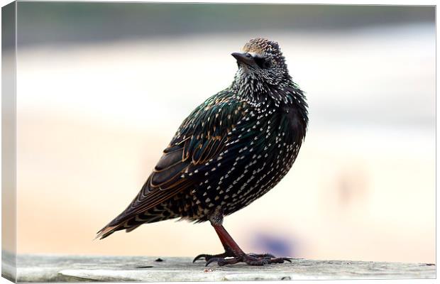 Beautiful little Starling Canvas Print by Hippy Soul