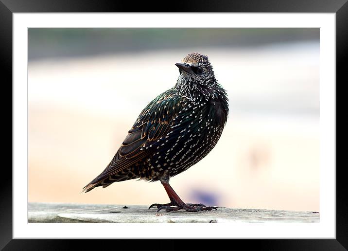 Beautiful little Starling Framed Mounted Print by Hippy Soul