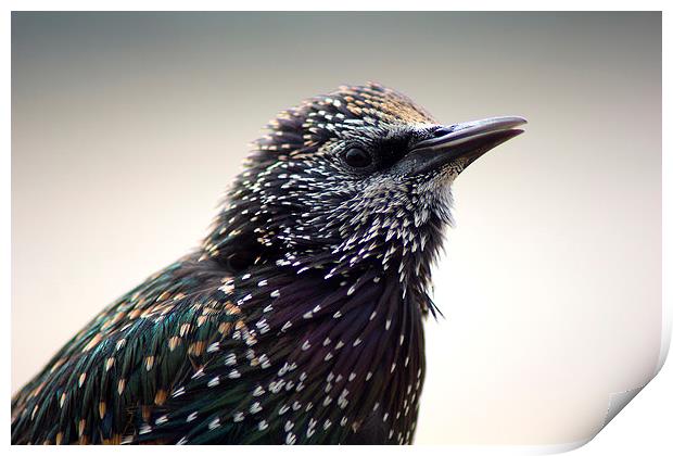Little Starling Print by Hippy Soul