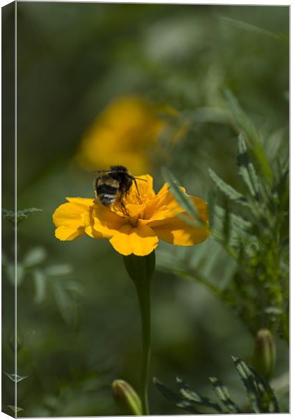 Bee on top Canvas Print by Adrian Bud