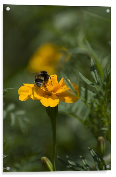 Bee on top Acrylic by Adrian Bud