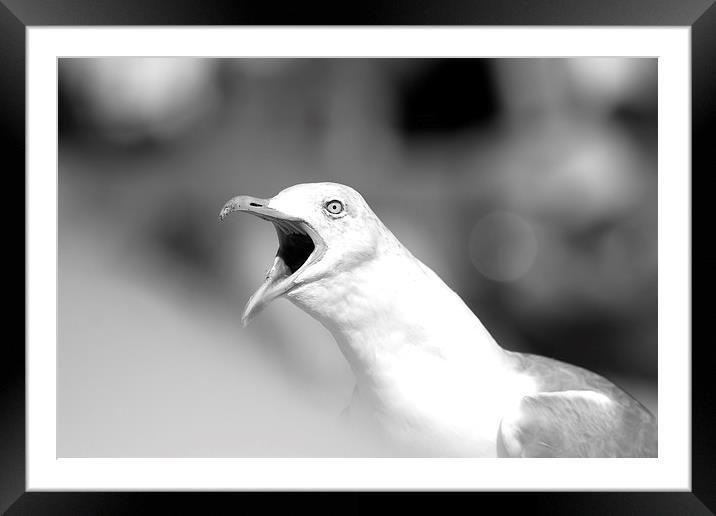 Seagull Call Framed Mounted Print by Hippy Soul
