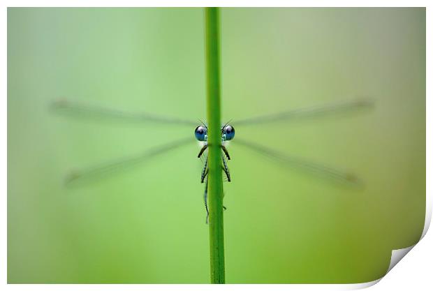 Hide and Seek with Damselflies Print by Dan Ward